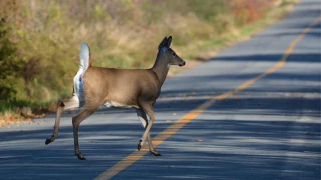 Deer on Road